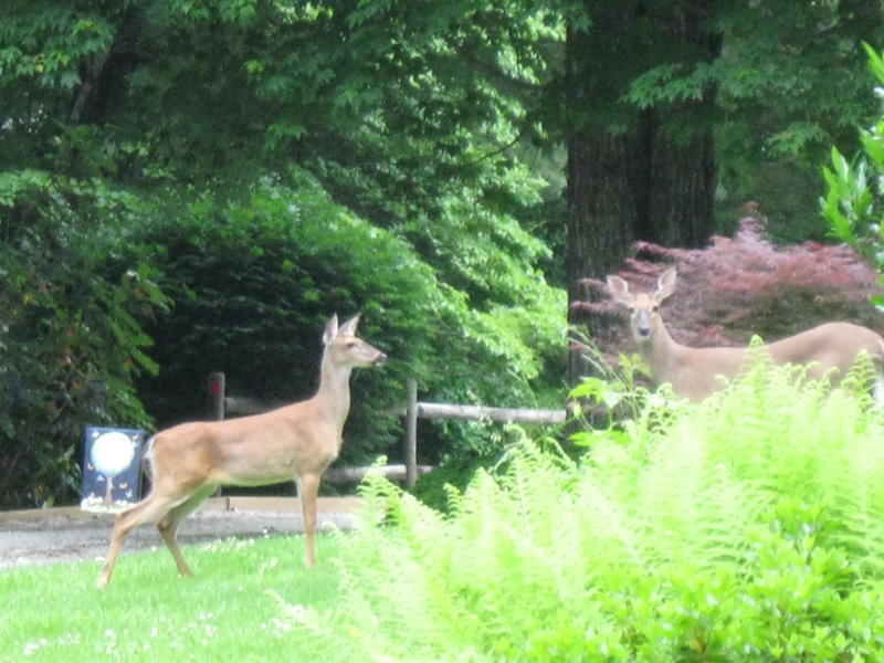 Visitors - photo by Cathy Diepholz