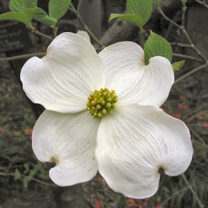 dogwood