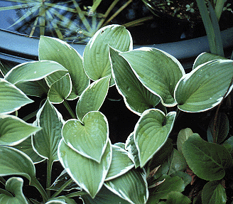 hosta