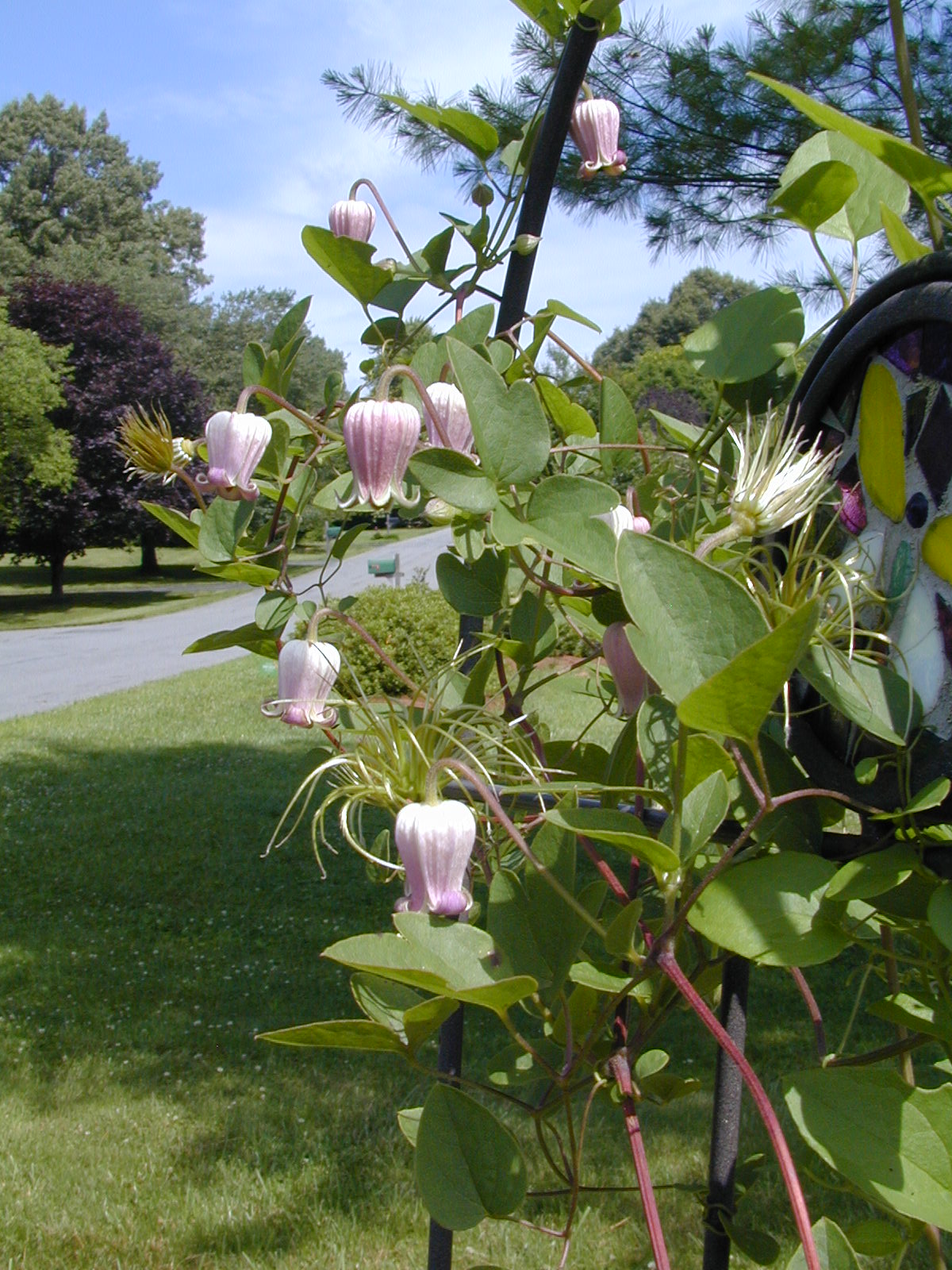 Native clematis - photo by Carol Lim